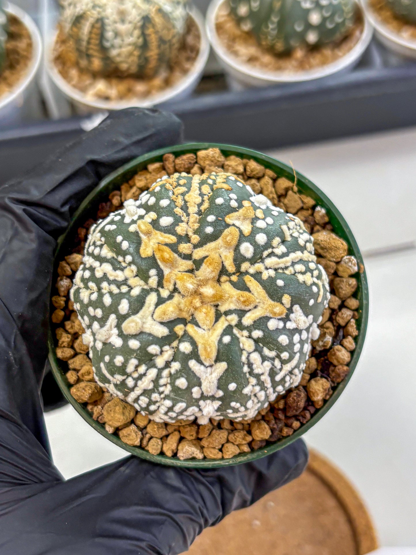 Astrophytum Fukuryu (at8) (07) | Rare Plant | Succulent Cactus