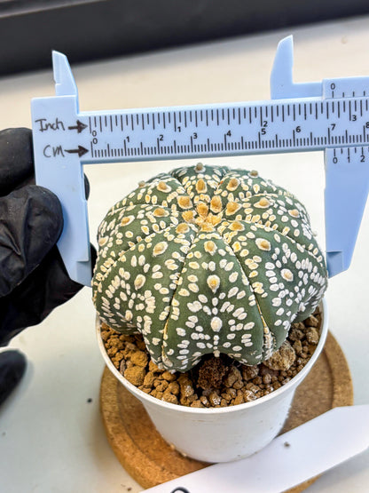 Astrophytum Super Kabuto (at10) (08) | sand dollar cactus