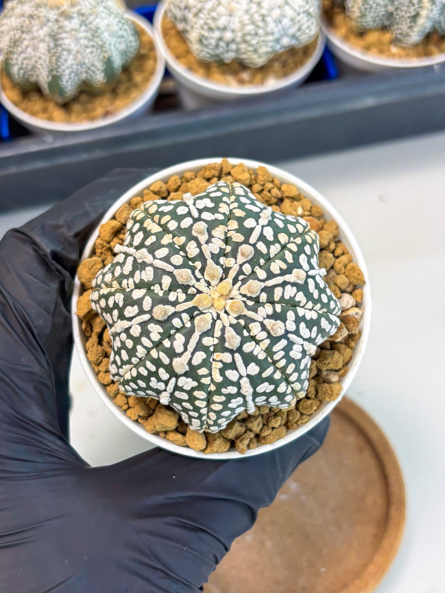 Astrophytum Star Shape (at3) (p2) | Very Rare Cactus
