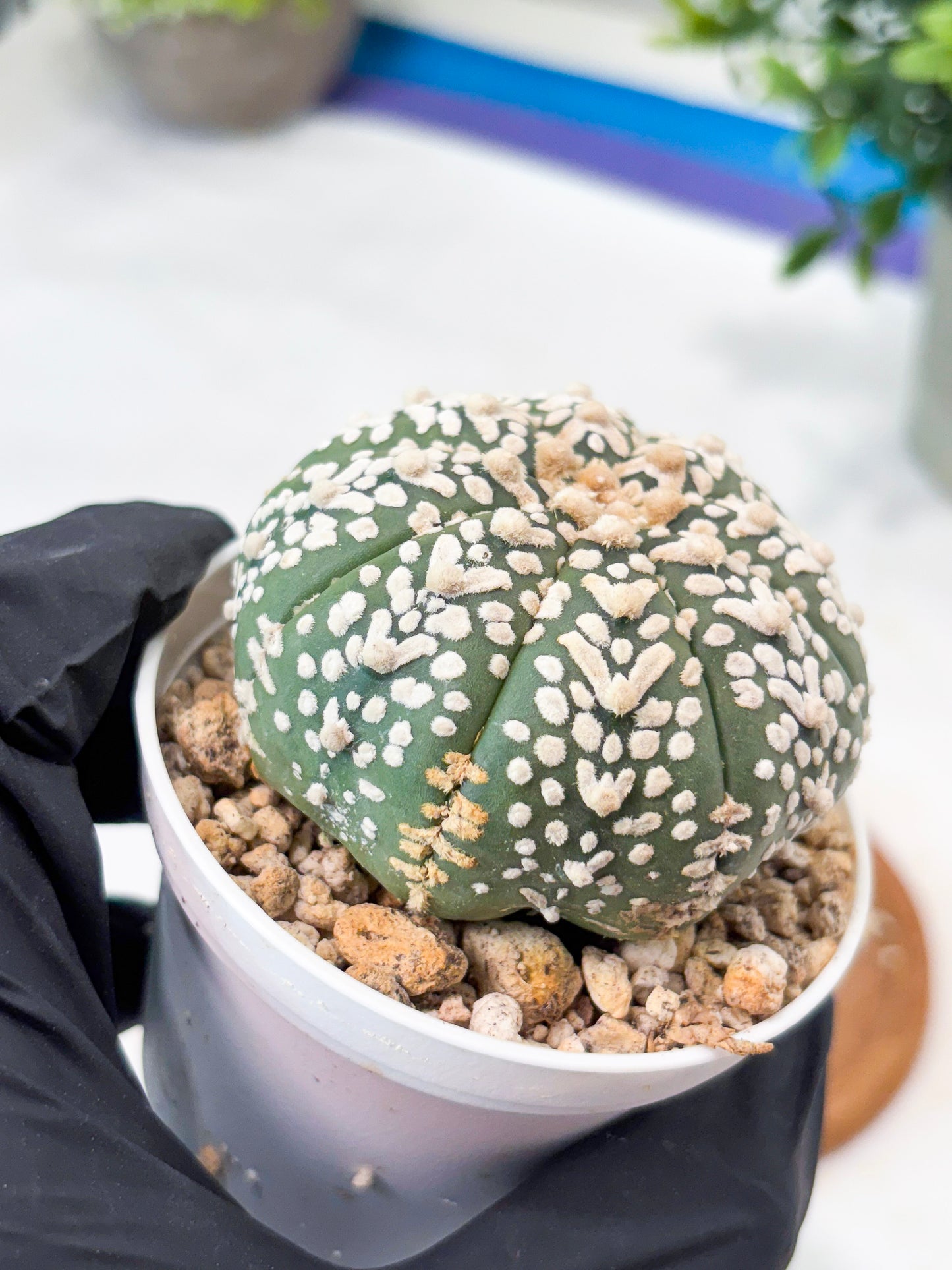Astrophytum V-Type (T8) (b4) | SHIP from USA