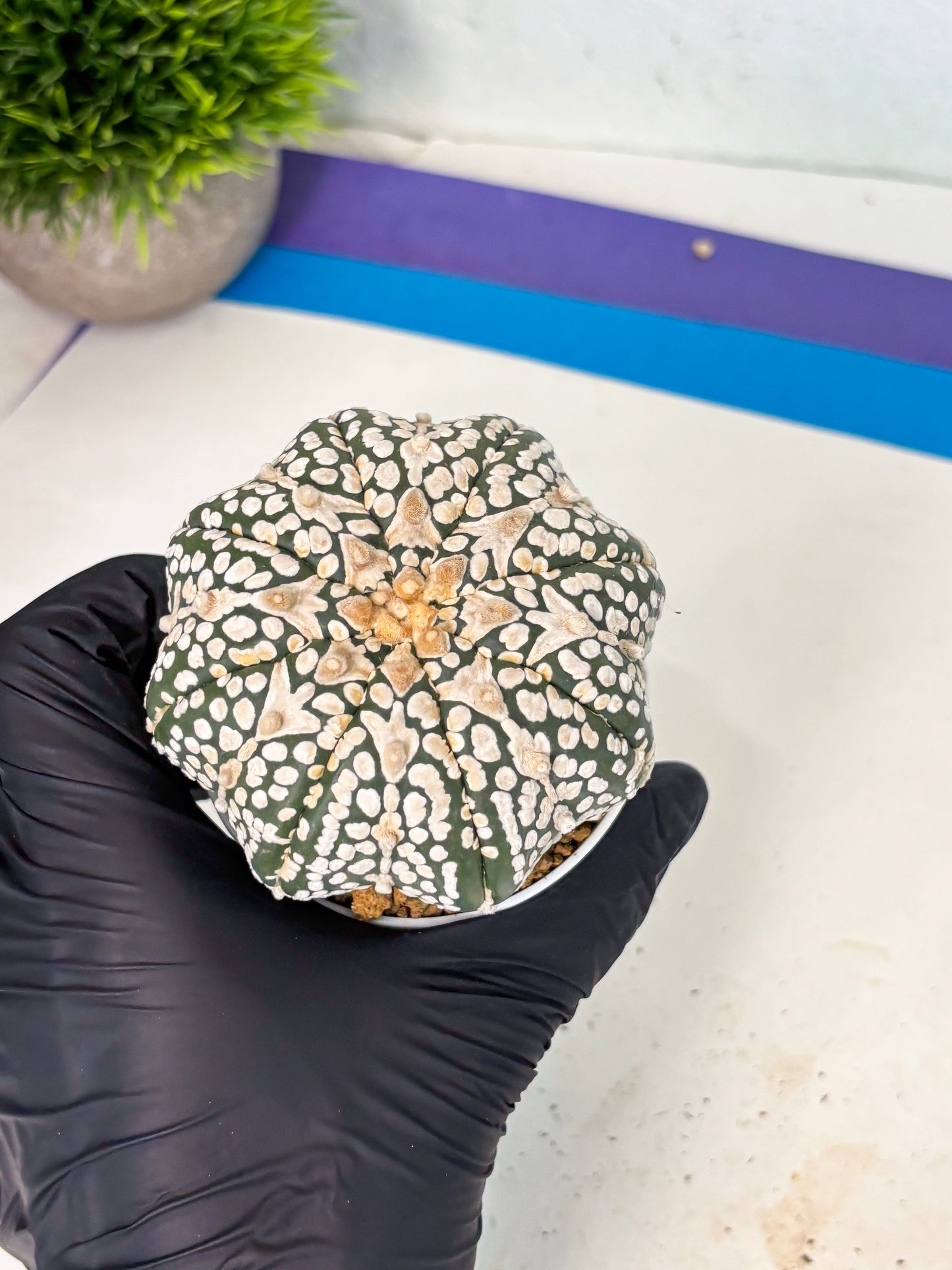 Astrophytum V-Type (at6) (y2) | Rare Star Cactus
