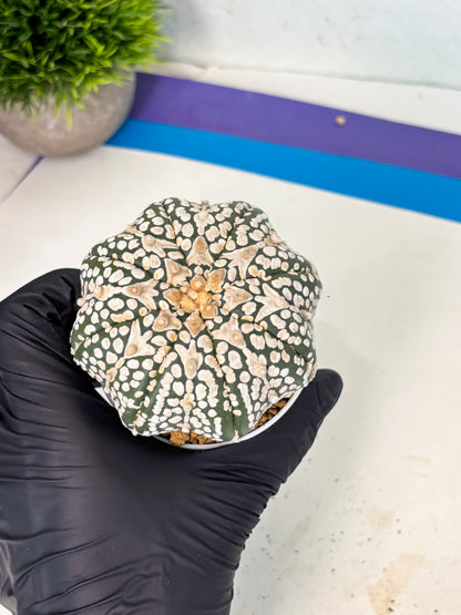 Astrophytum V-Type (at6) (y2) | Rare Star Cactus