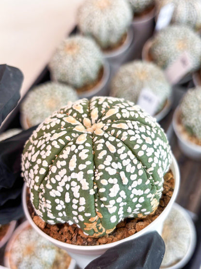 Astrophytum Super Kabuto (t7) (y4) | Imported Plants | 3" Pot