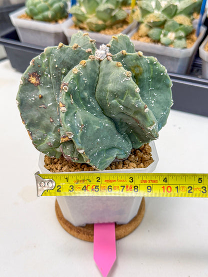 Astrophytum myriostigma 'Fukuryu' (pp) | Desert Plant