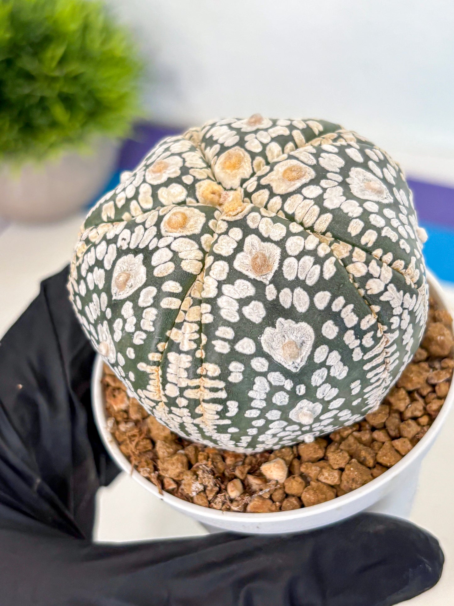 Astrophytum 5-Ribs (at7) (y5) | Living Rocks