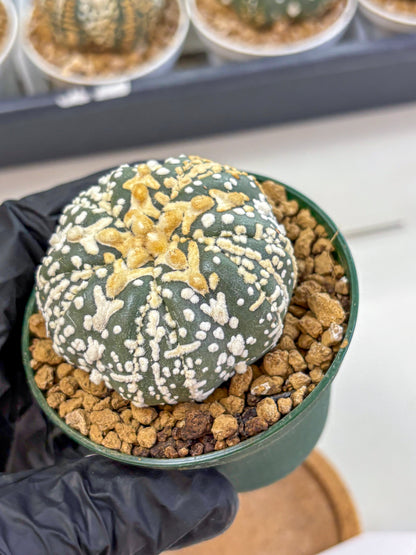 Astrophytum Fukuryu (at8) (07) | Rare Plant | Succulent Cactus