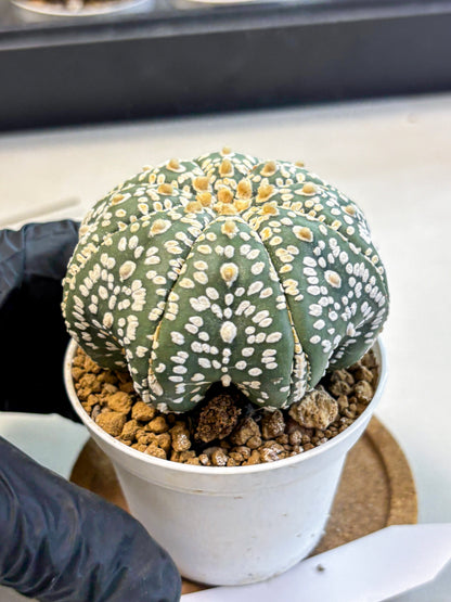 Astrophytum Super Kabuto (at10) (08) | sand dollar cactus