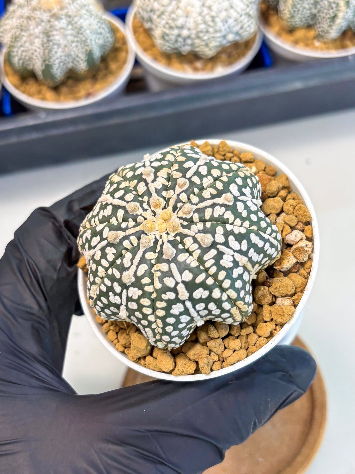Astrophytum Star Shape (at3) (p2) | Very Rare Cactus