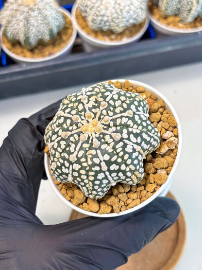 Astrophytum Star Shape (at3) (p2) | Very Rare Cactus