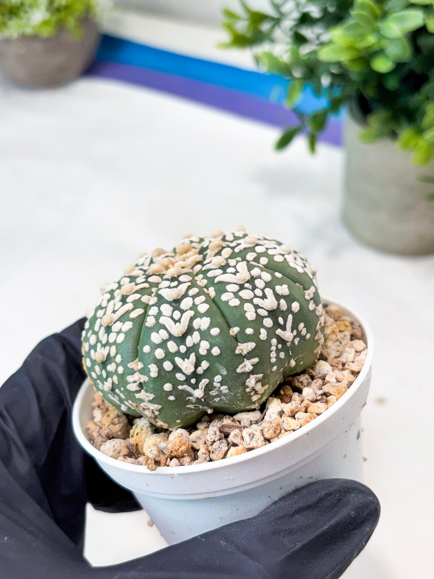 Astrophytum V-Type (T8) (b4) | SHIP from USA