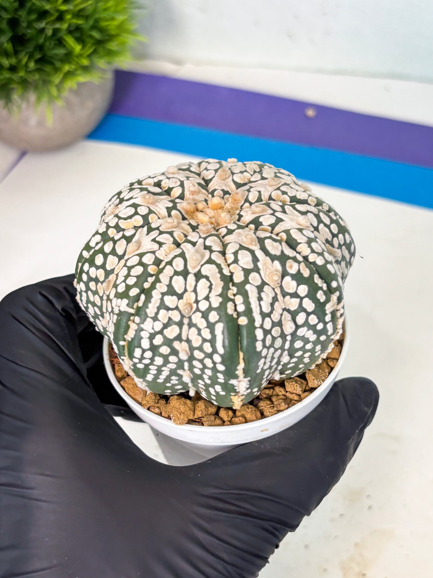 Astrophytum V-Type (at6) (y2) | Rare Star Cactus