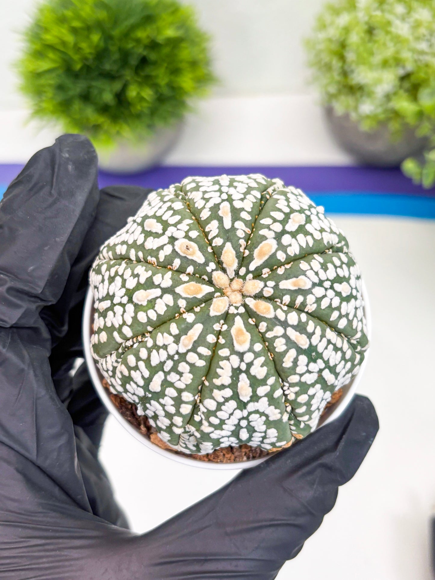 Astrophytum Super Kabuto (t7) (y4) | Imported Plants | 3" Pot