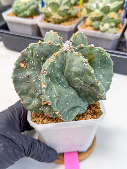 Astrophytum myriostigma 'Fukuryu' (pp) | Desert Plant