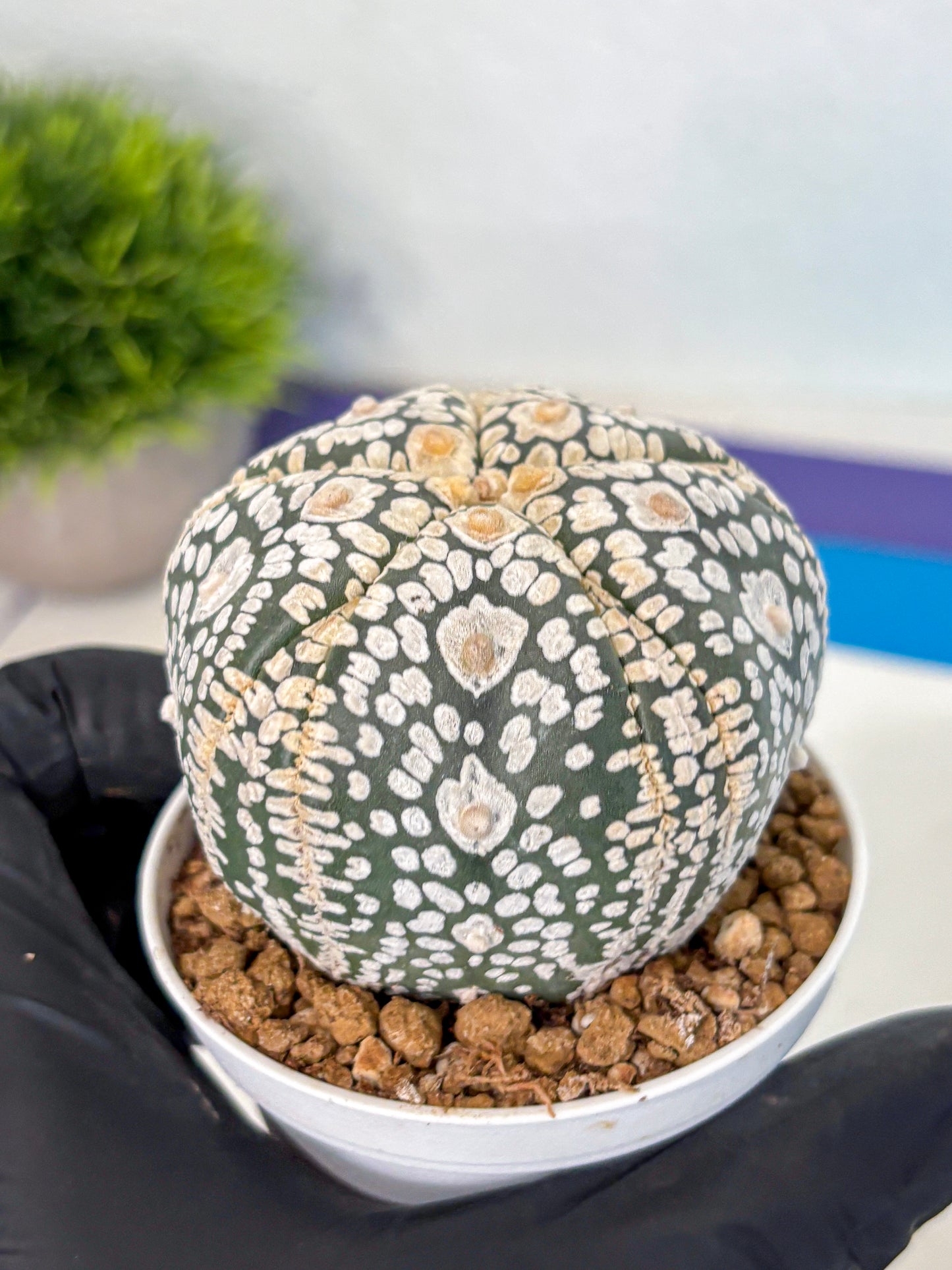 Astrophytum 5-Ribs (at7) (y5) | Living Rocks