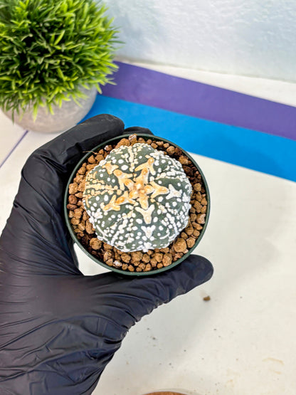 Astrophytum Fukuryu (at8) (07) | Rare Plant | Succulent Cactus