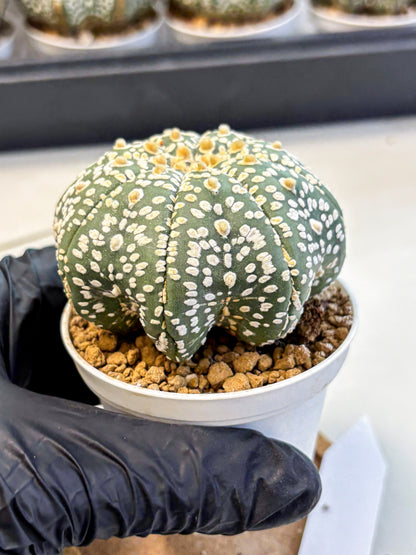 Astrophytum Super Kabuto (at10) (08) | sand dollar cactus
