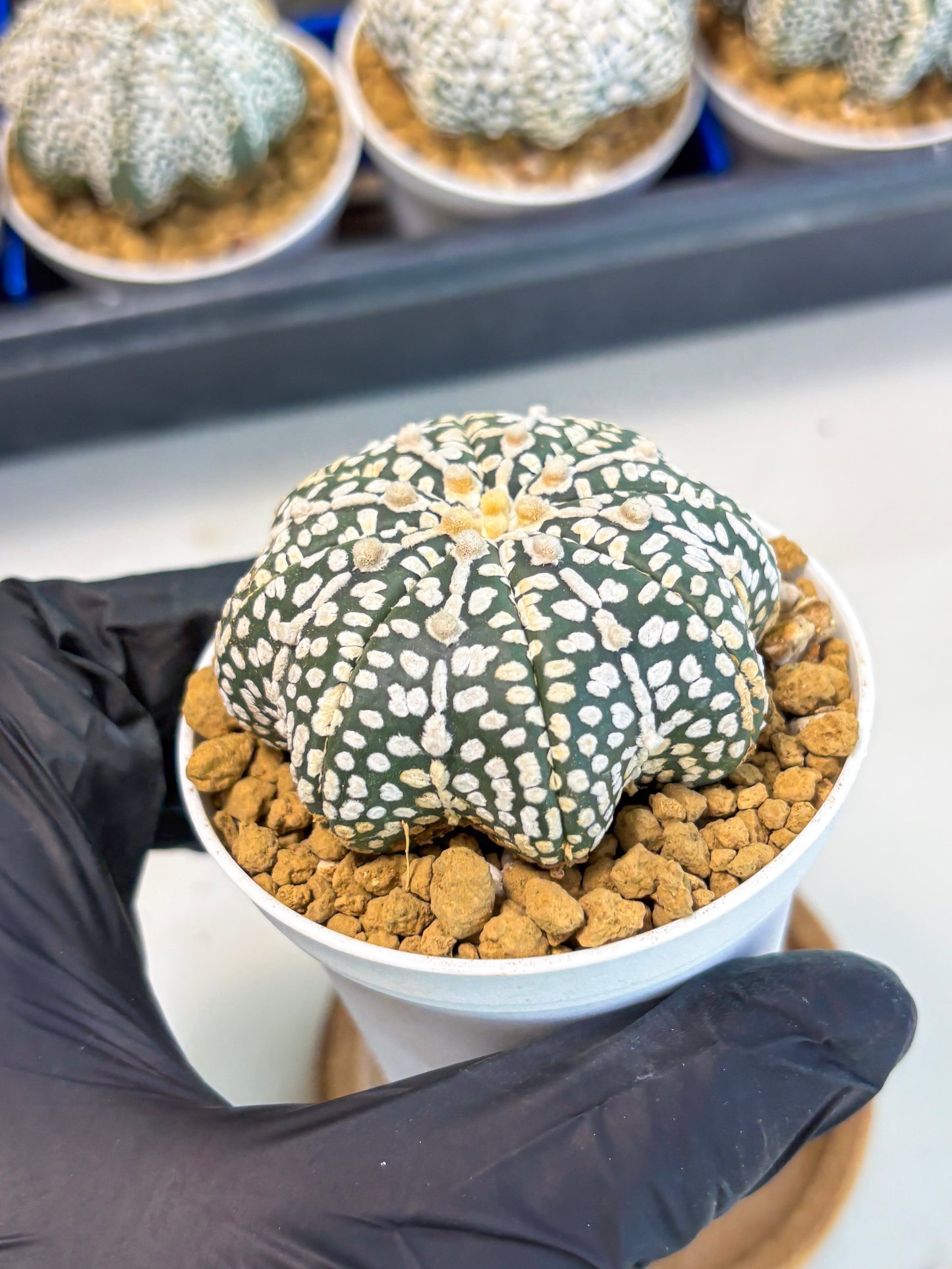 Astrophytum Star Shape (at3) (p2) | Very Rare Cactus