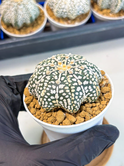 Astrophytum Star Shape (at3) (p2) | Very Rare Cactus
