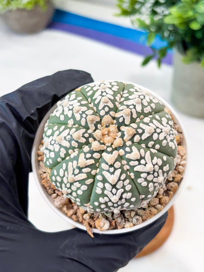 Astrophytum V-Type (T8) (b4) | SHIP from USA
