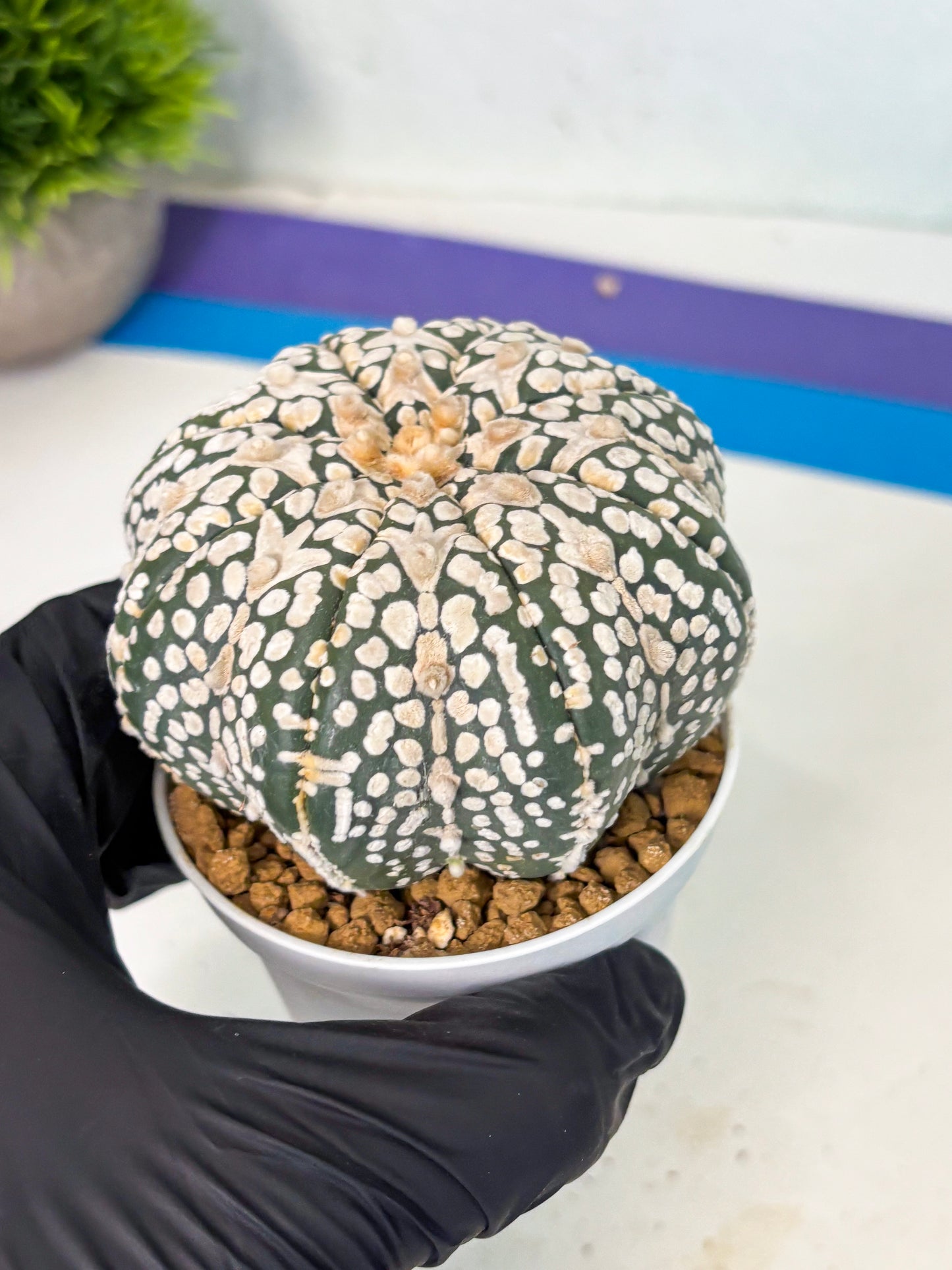 Astrophytum V-Type (at6) (y2) | Rare Star Cactus