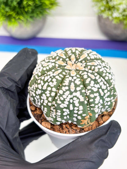 Astrophytum Super Kabuto (t7) (y4) | Imported Plants | 3" Pot