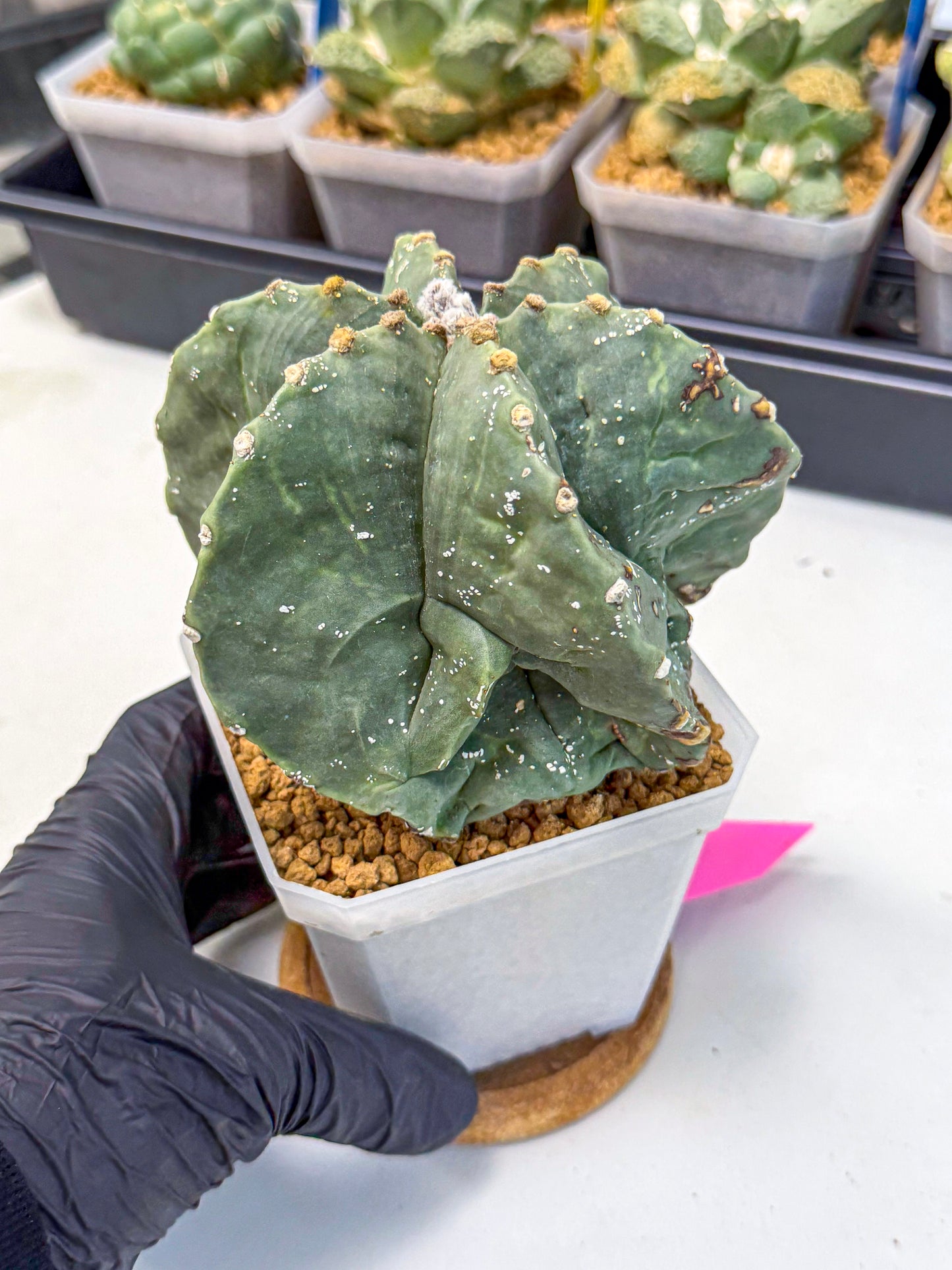 Astrophytum myriostigma 'Fukuryu' (pp) | Desert Plant