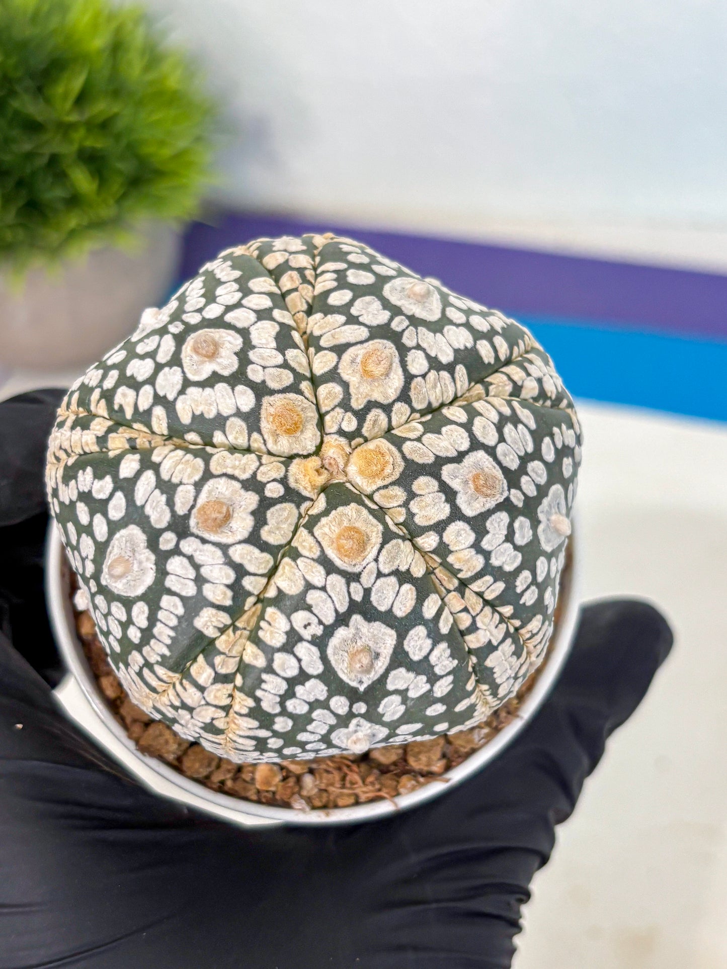 Astrophytum 5-Ribs (at7) (y5) | Living Rocks