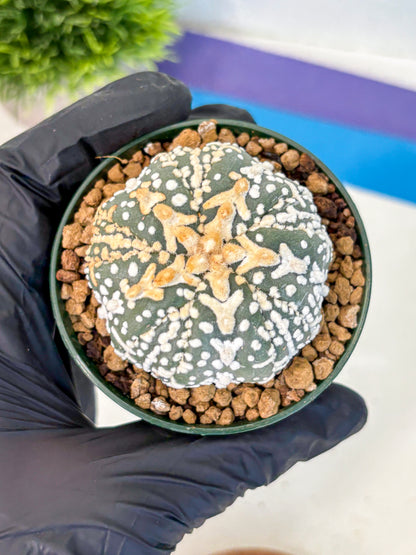 Astrophytum Fukuryu (at8) (07) | Rare Plant | Succulent Cactus