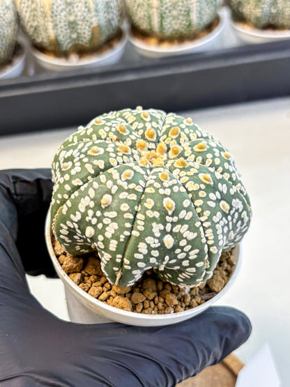 Astrophytum Super Kabuto (at10) (08) | sand dollar cactus