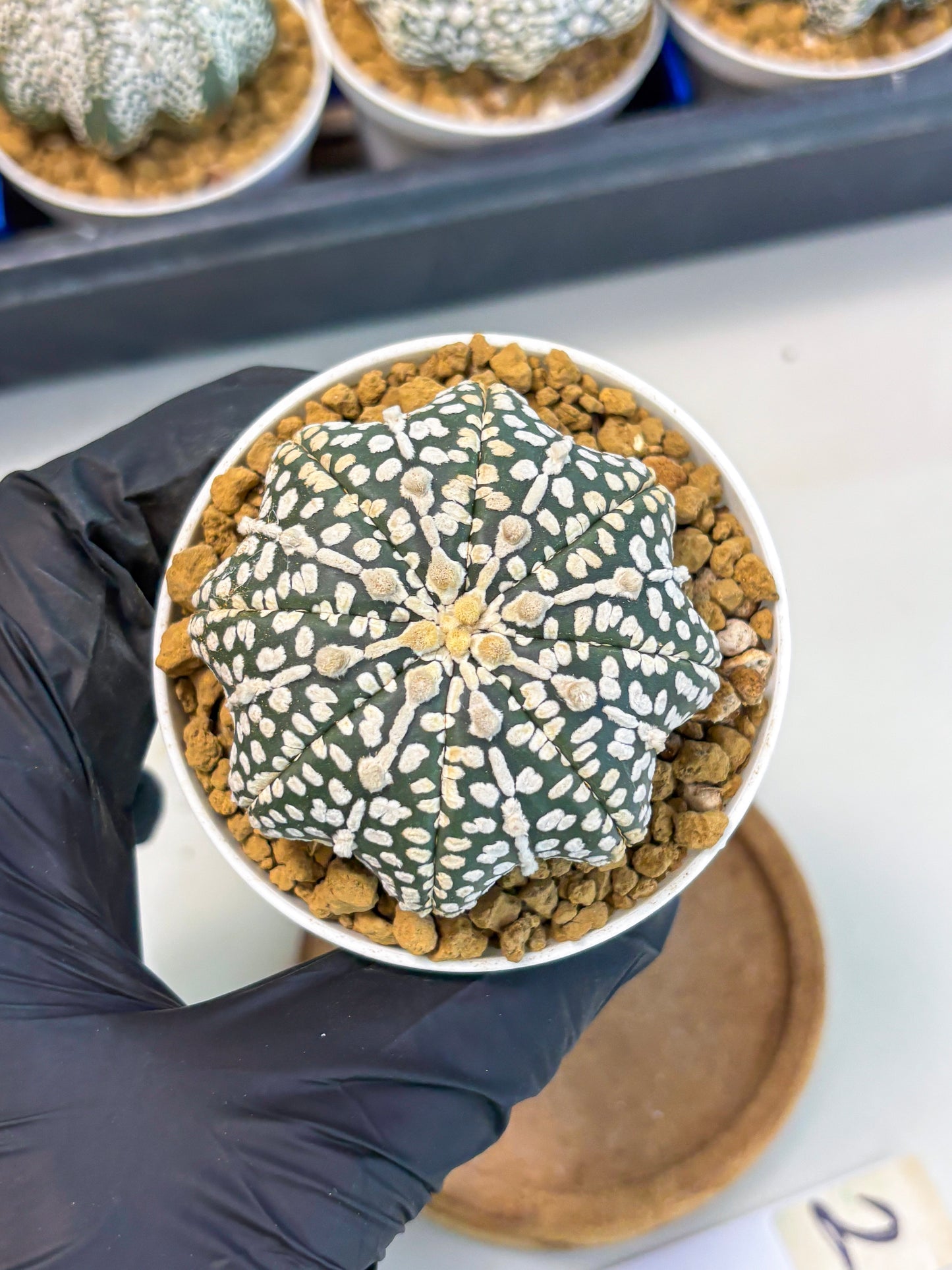 Astrophytum Star Shape (at3) (p2) | Very Rare Cactus