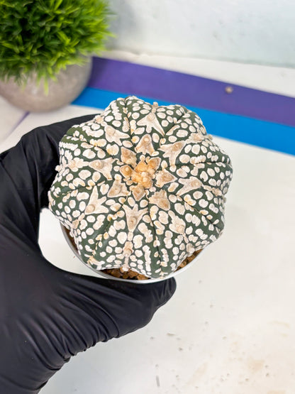 Astrophytum V-Type (at6) (y2) | Rare Star Cactus