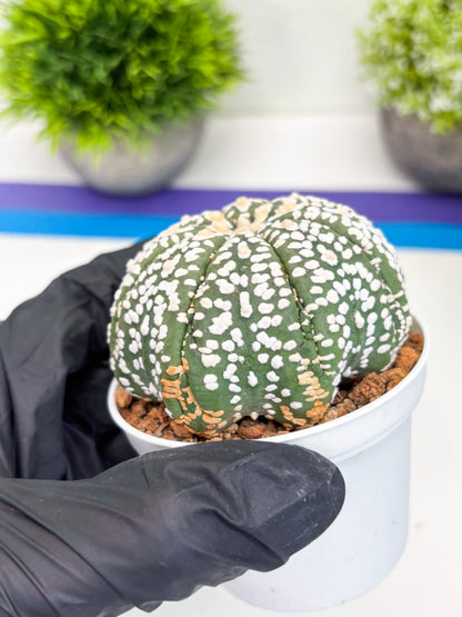 Astrophytum Super Kabuto (t7) (y4) | Imported Plants | 3" Pot
