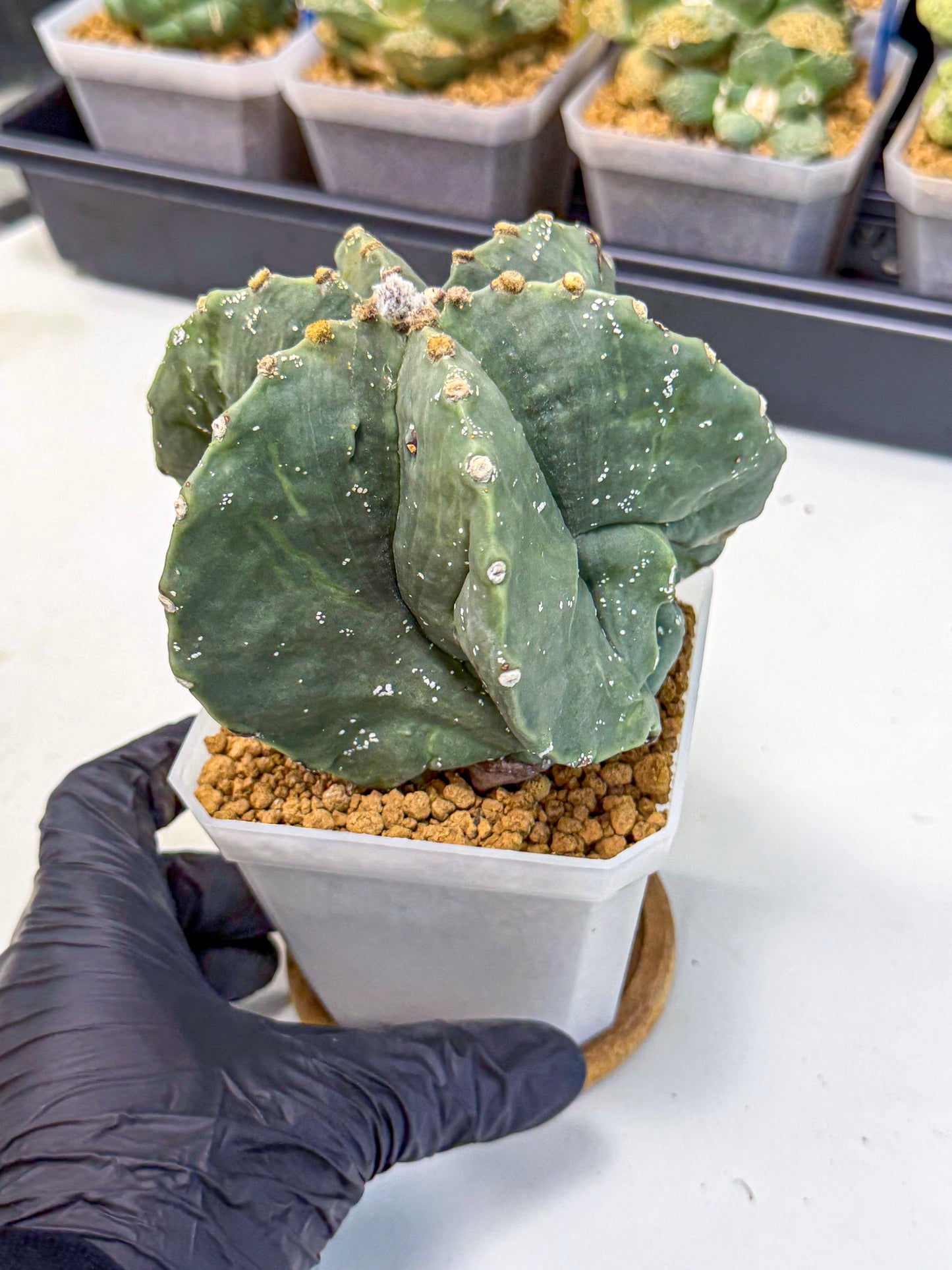 Astrophytum myriostigma 'Fukuryu' (pp) | Desert Plant
