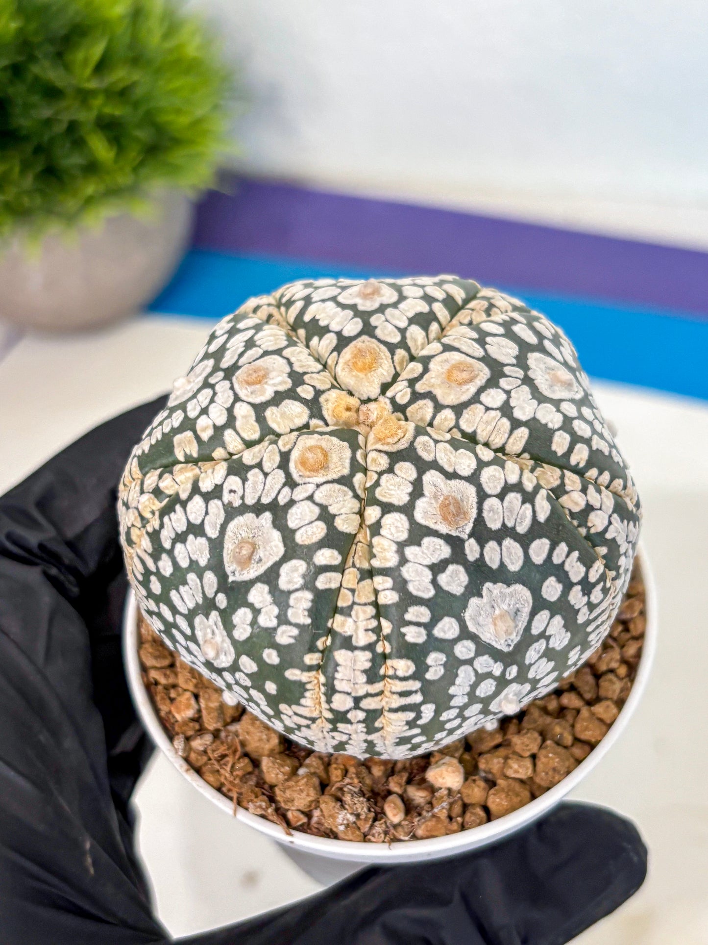 Astrophytum 5-Ribs (at7) (y5) | Living Rocks