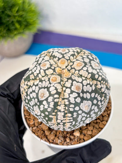 Astrophytum 5-Ribs (at7) (y5) | Living Rocks