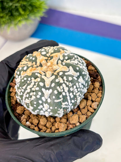 Astrophytum Fukuryu (at8) (07) | Rare Plant | Succulent Cactus