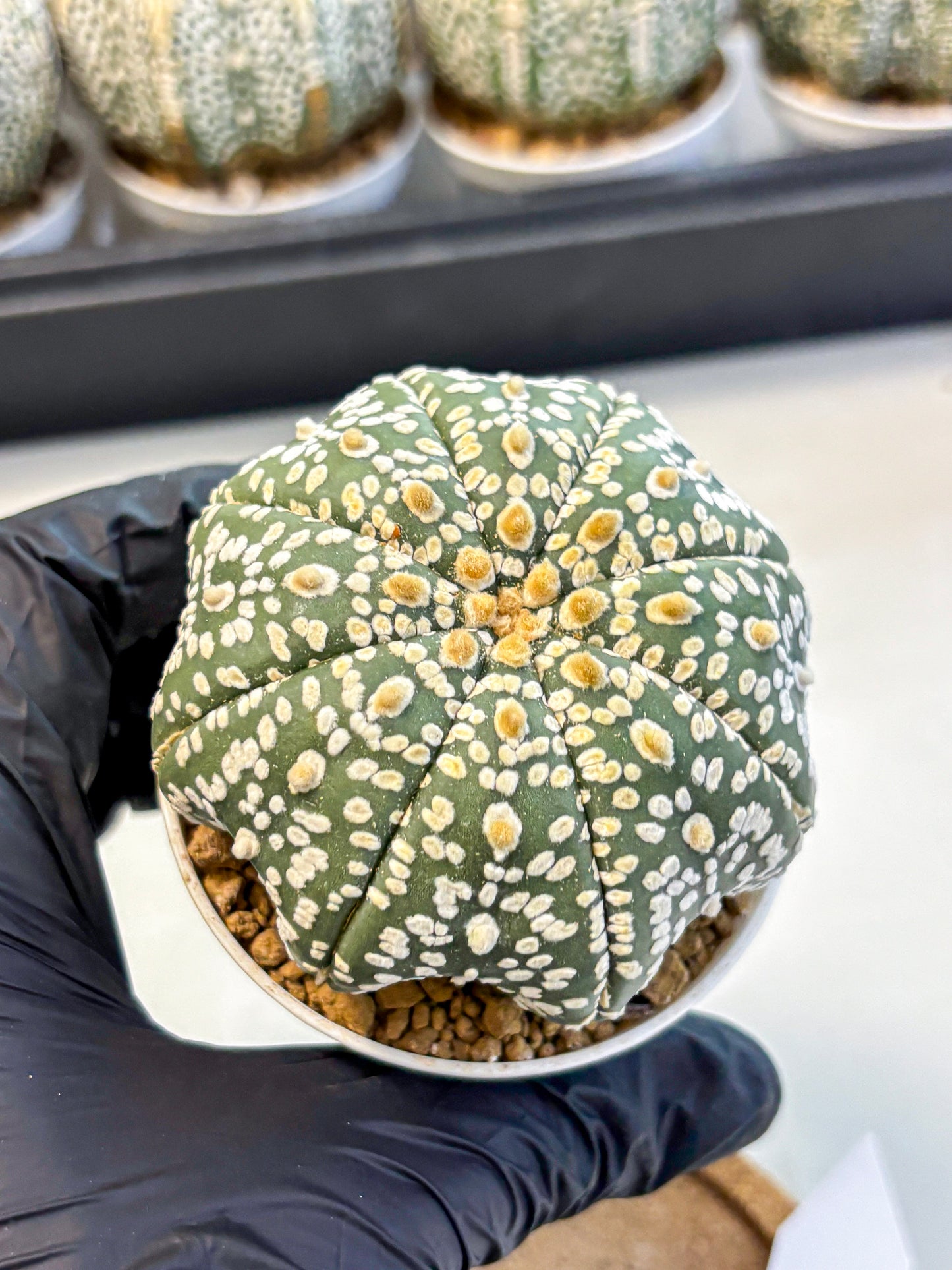 Astrophytum Super Kabuto (at10) (08) | sand dollar cactus