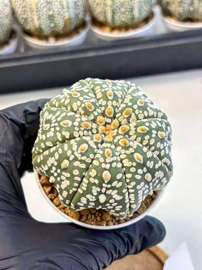 Astrophytum Super Kabuto (at10) (08) | sand dollar cactus