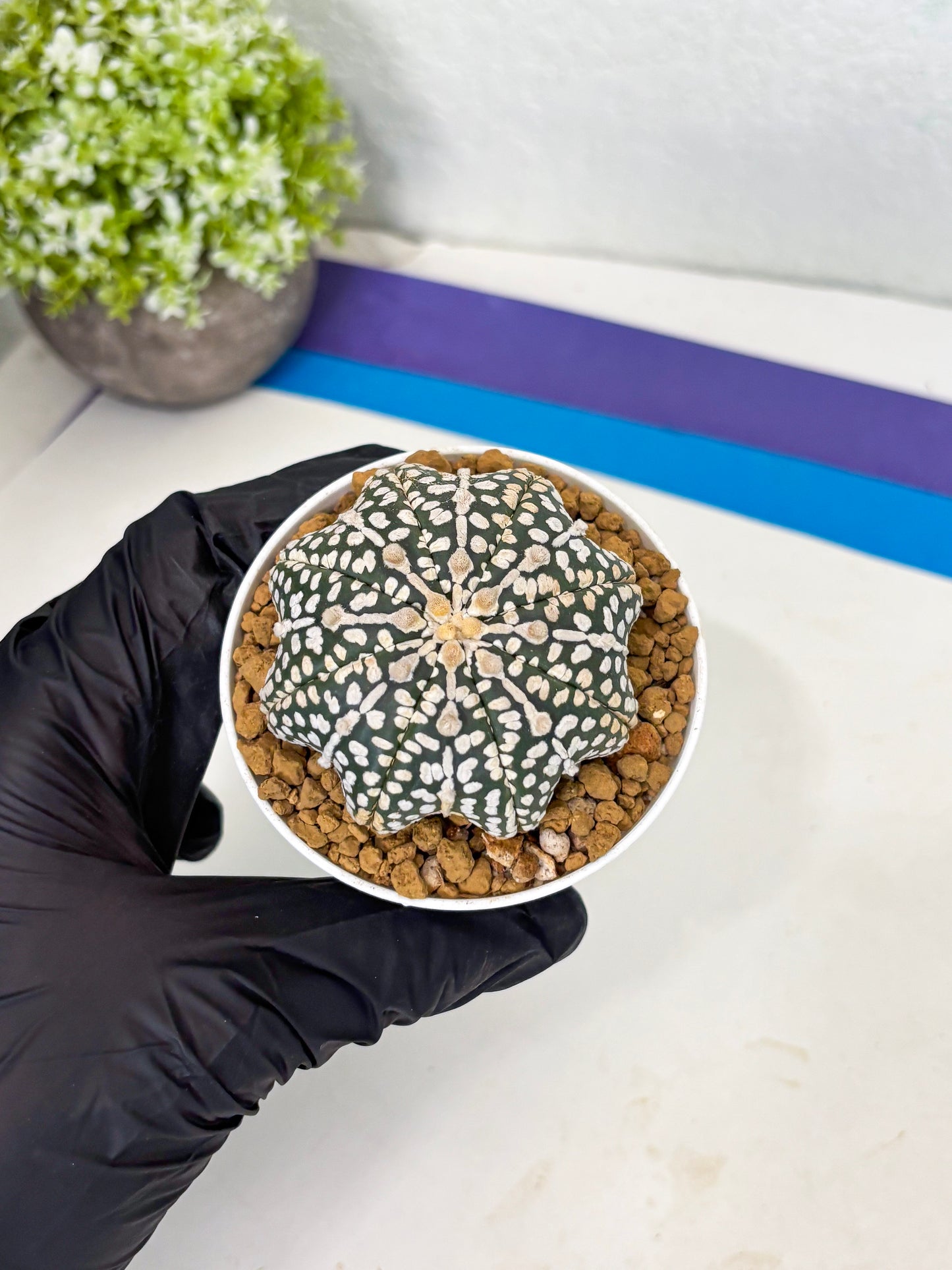 Astrophytum Star Shape (at3) (p2) | Very Rare Cactus