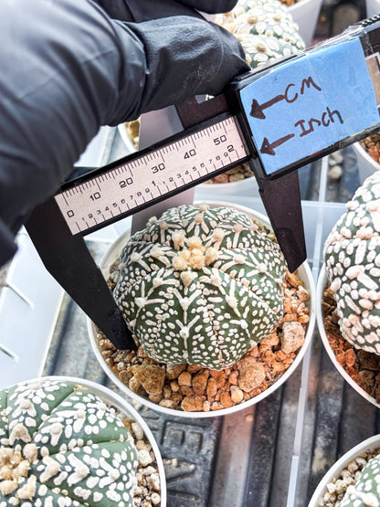 Astrophytum V-Type (T8) (b5) | SHIP from USA
