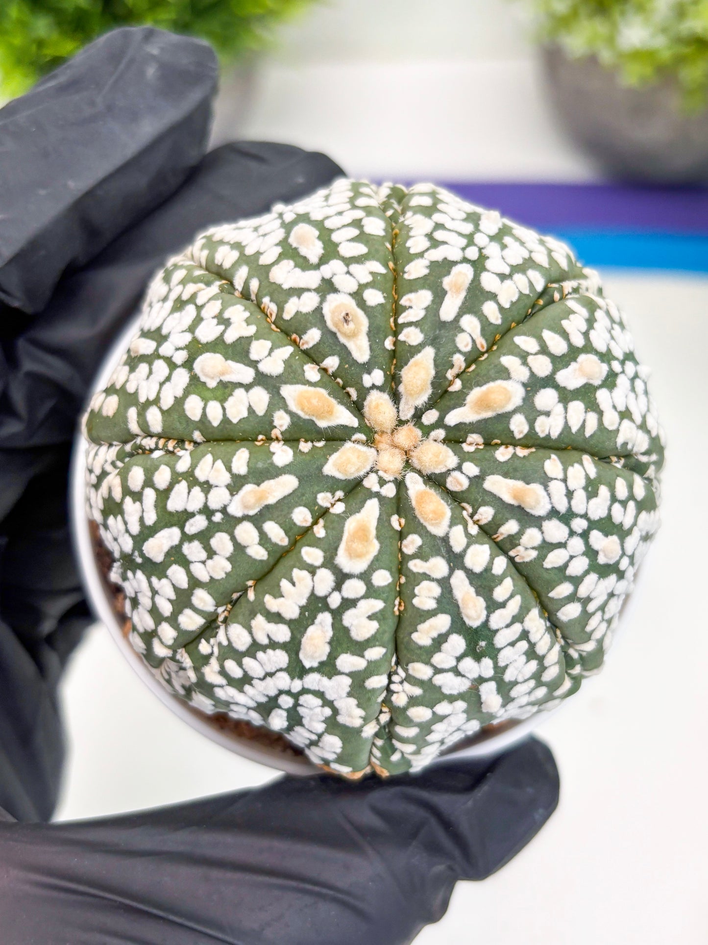 Astrophytum Super Kabuto (t7) (y4) | Imported Plants | 3" Pot