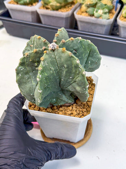 Astrophytum myriostigma 'Fukuryu' (pp) | Desert Plant