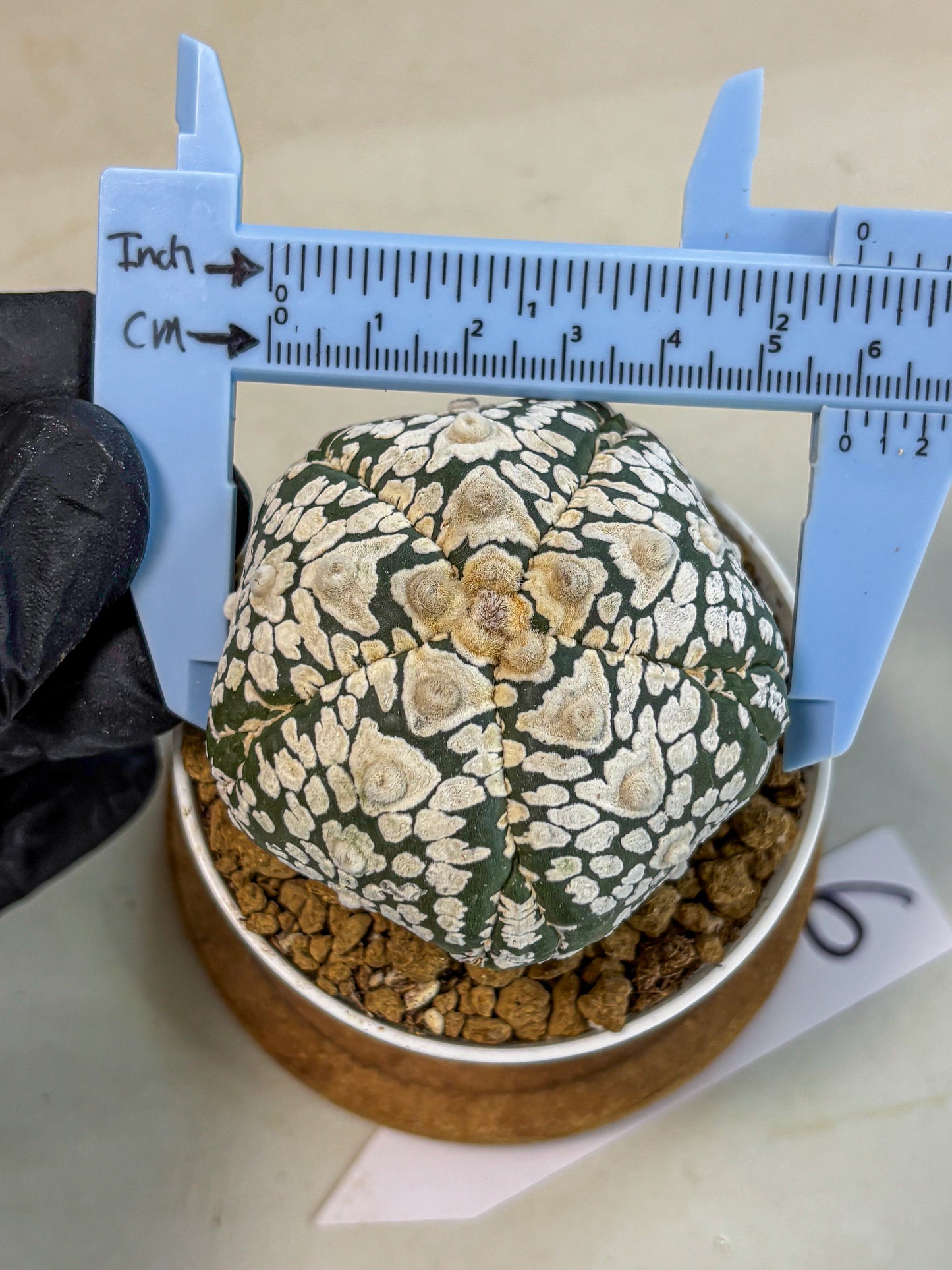 Astrophytum 5-Ribs (at7) (y6) | Living Rocks