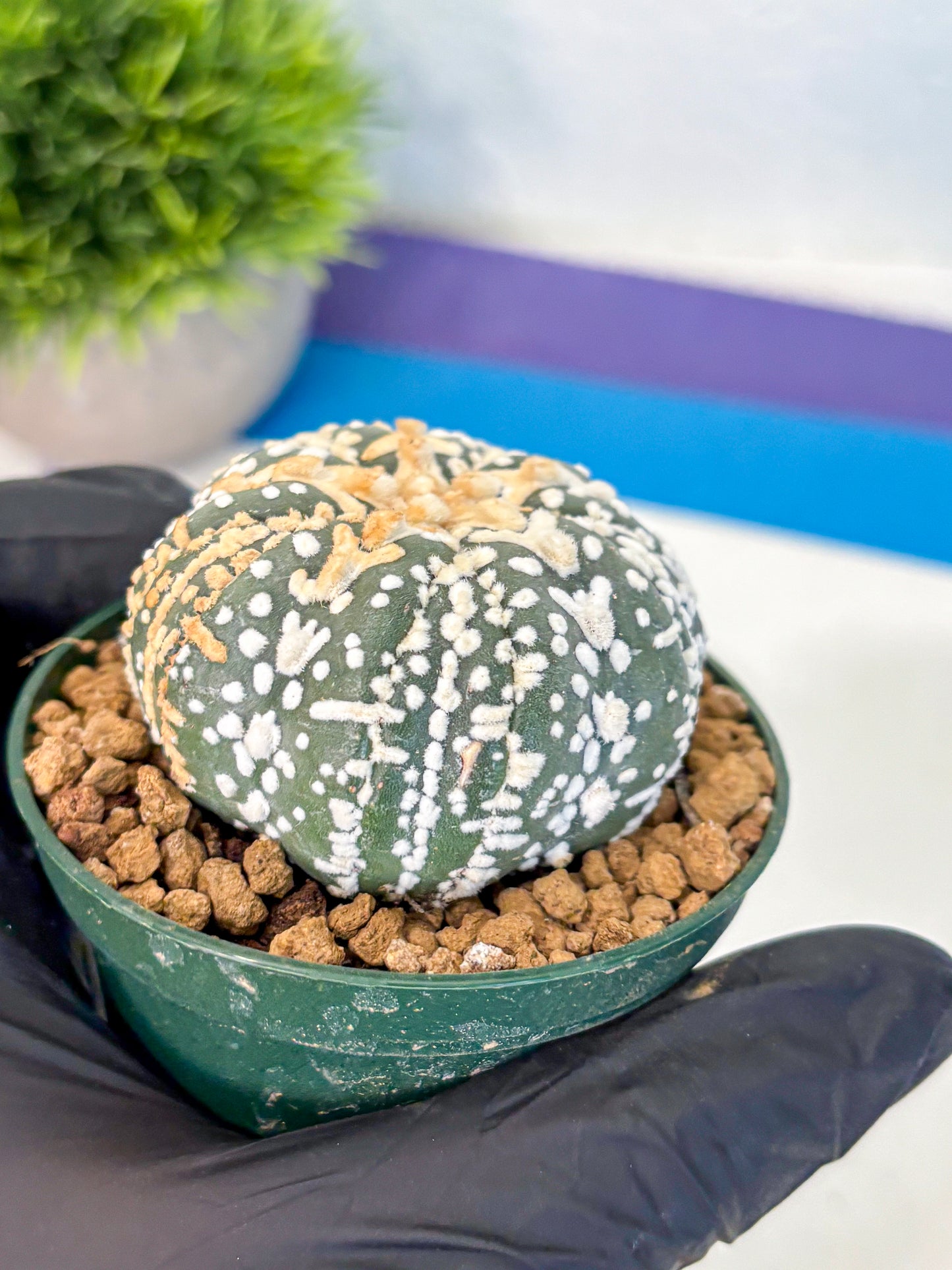 Astrophytum Fukuryu (at8) (07) | Rare Plant | Succulent Cactus