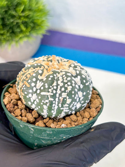 Astrophytum Fukuryu (at8) (07) | Rare Plant | Succulent Cactus