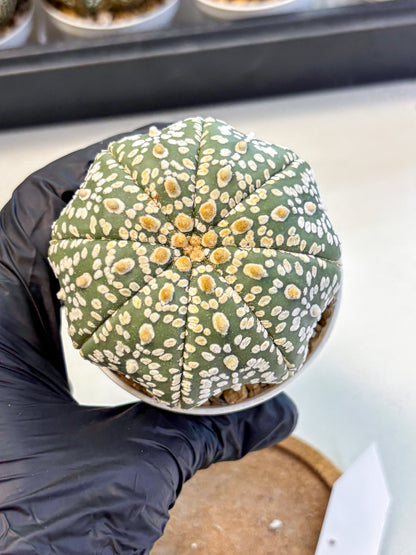 Astrophytum Super Kabuto (at10) (08) | sand dollar cactus
