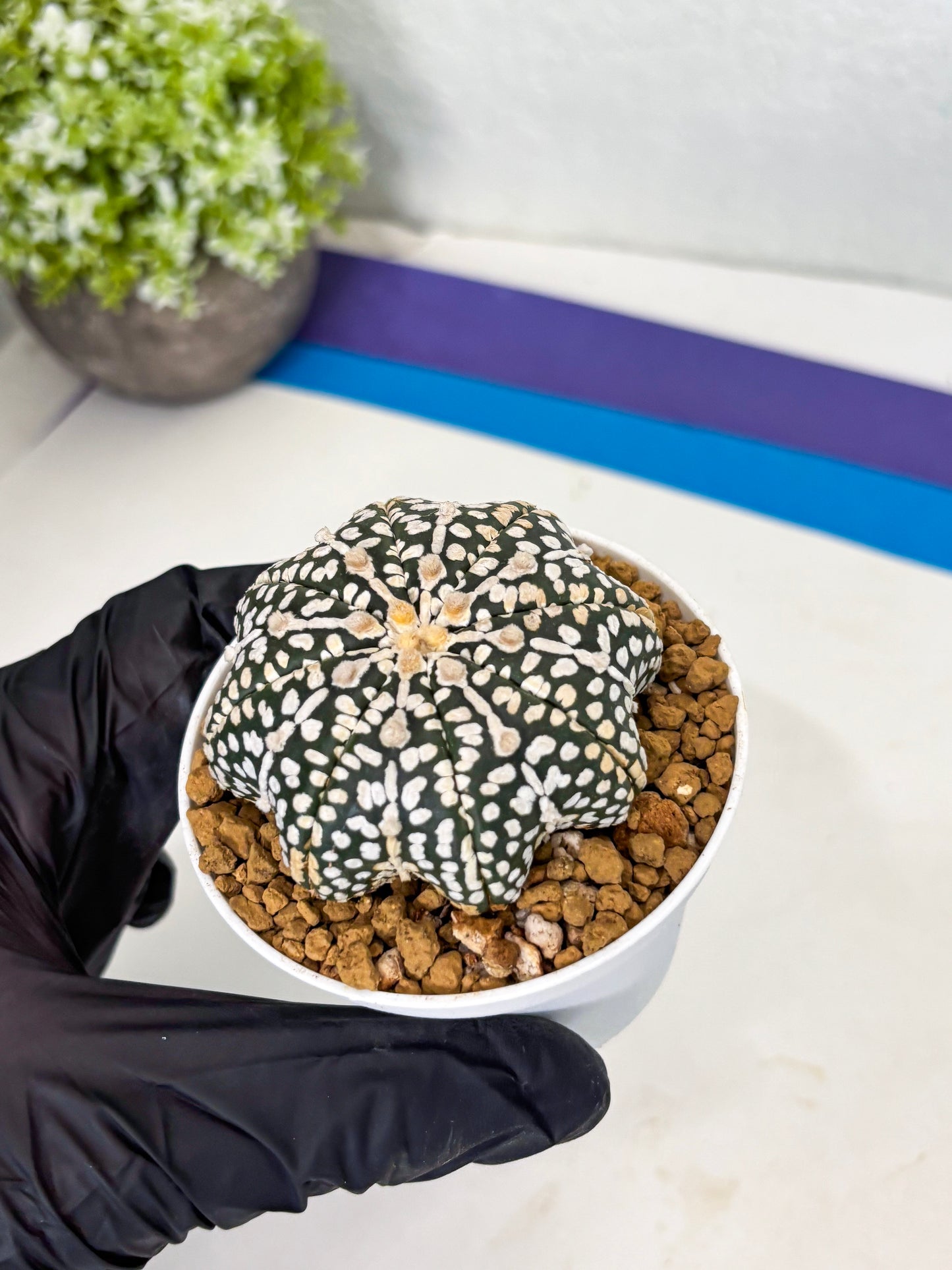 Astrophytum Star Shape (at3) (p2) | Very Rare Cactus