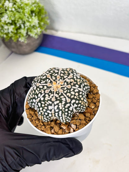 Astrophytum Star Shape (at3) (p2) | Very Rare Cactus