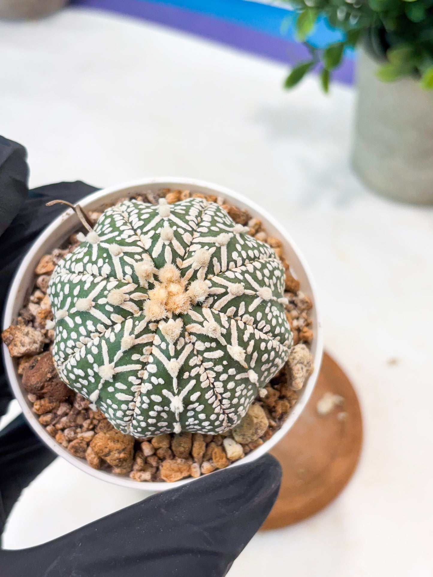 Astrophytum V-Type (T8) (b5) | SHIP from USA