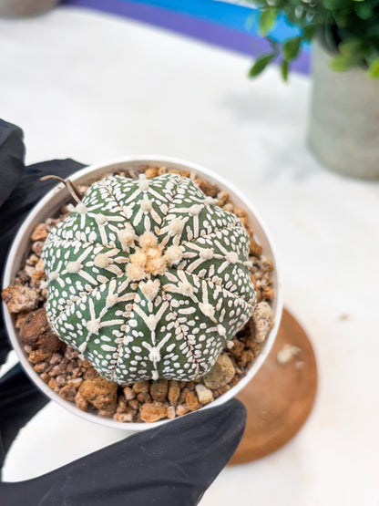 Astrophytum V-Type (T8) (b5) | SHIP from USA